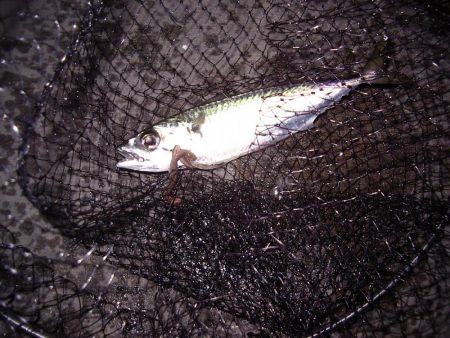 電気ウキで狙う夜釣りのフッコ